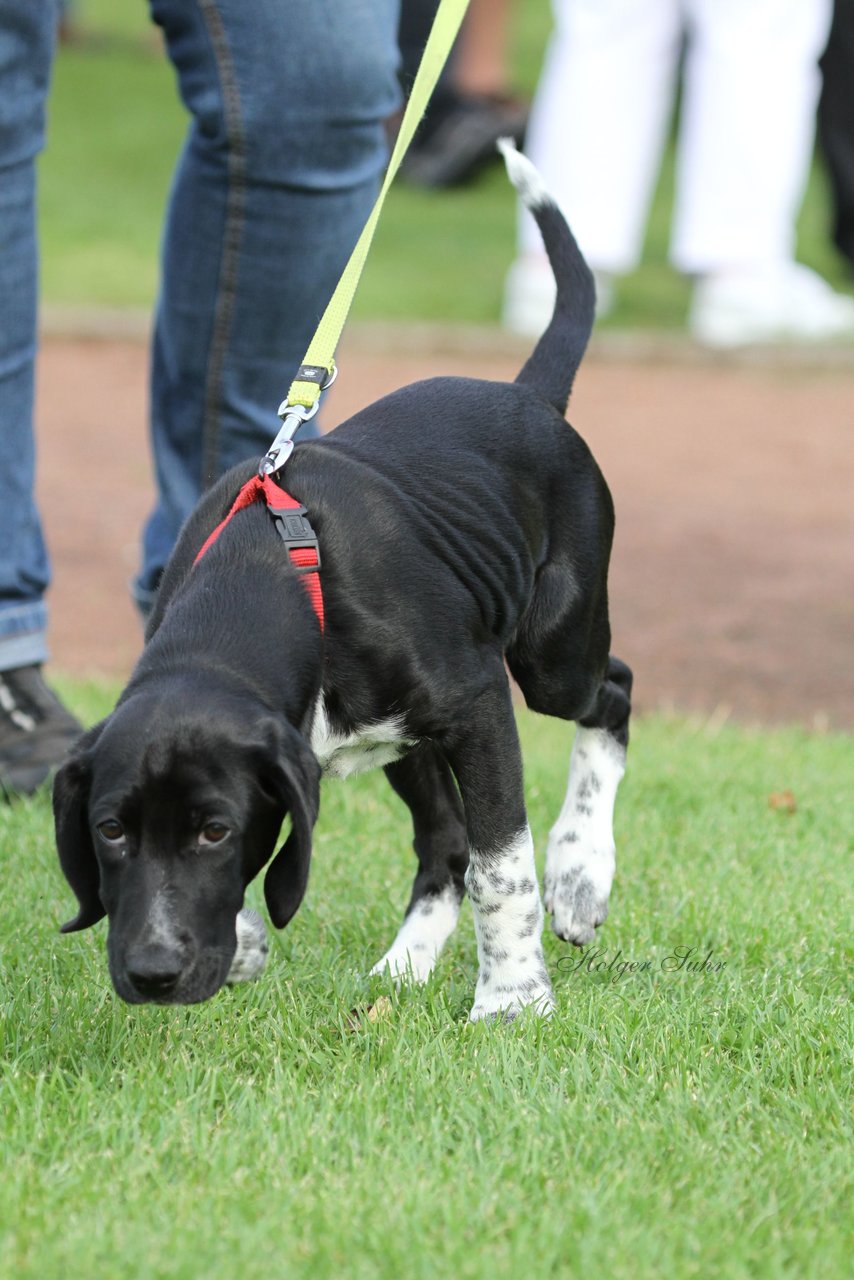 Bild 275 - Vogelschießen 2011